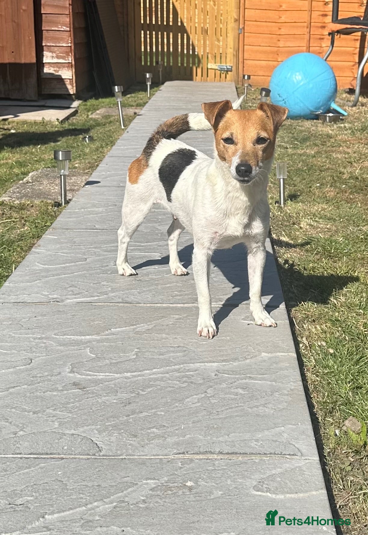 Jack Russell dogs Jack Russell Puppies - 4 Girls 🩷 - Advert 2