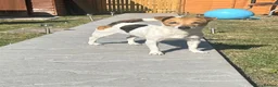Jack Russell dogs for sale: Jack Russell Puppies - 4 Girls 🩷 - Advert 10