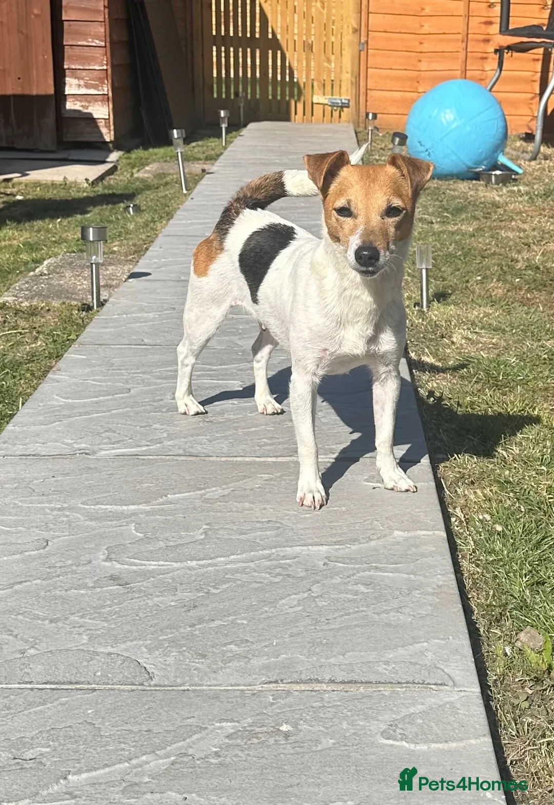 Jack Russell dogs for sale: Jack Russell Puppies - 4 Girls 🩷 - Advert 10