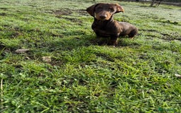Miniature Dachshund dogs for sale: Bred From Health Tested Parents - Image 5