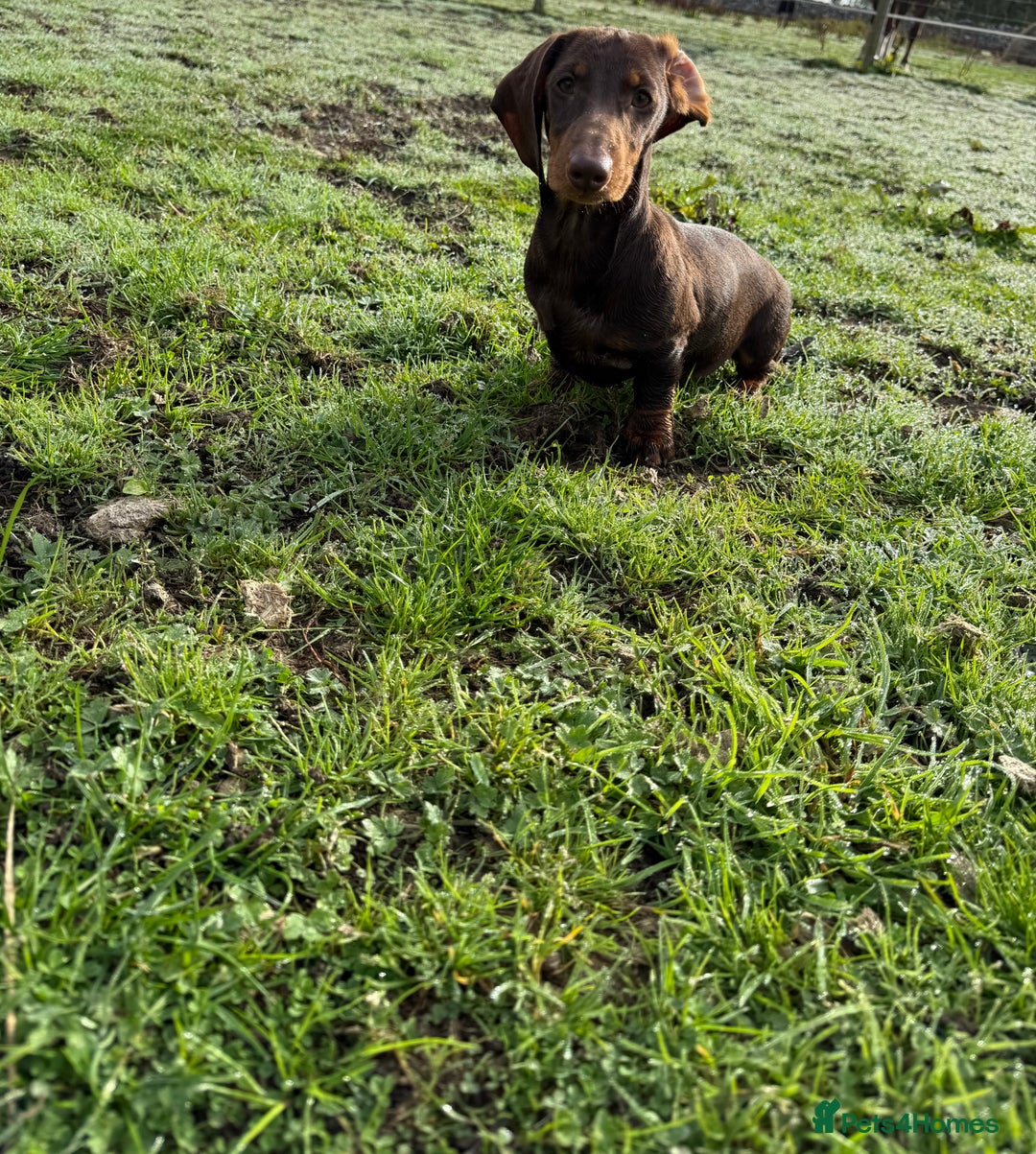 Miniature Dachshund dogs for sale: Bred From Health Tested Parents - Image 5