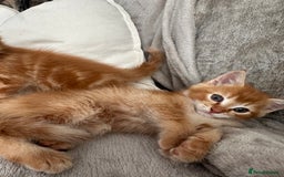 Mixed Breed cats for sale: Two ginger boys - Image 6