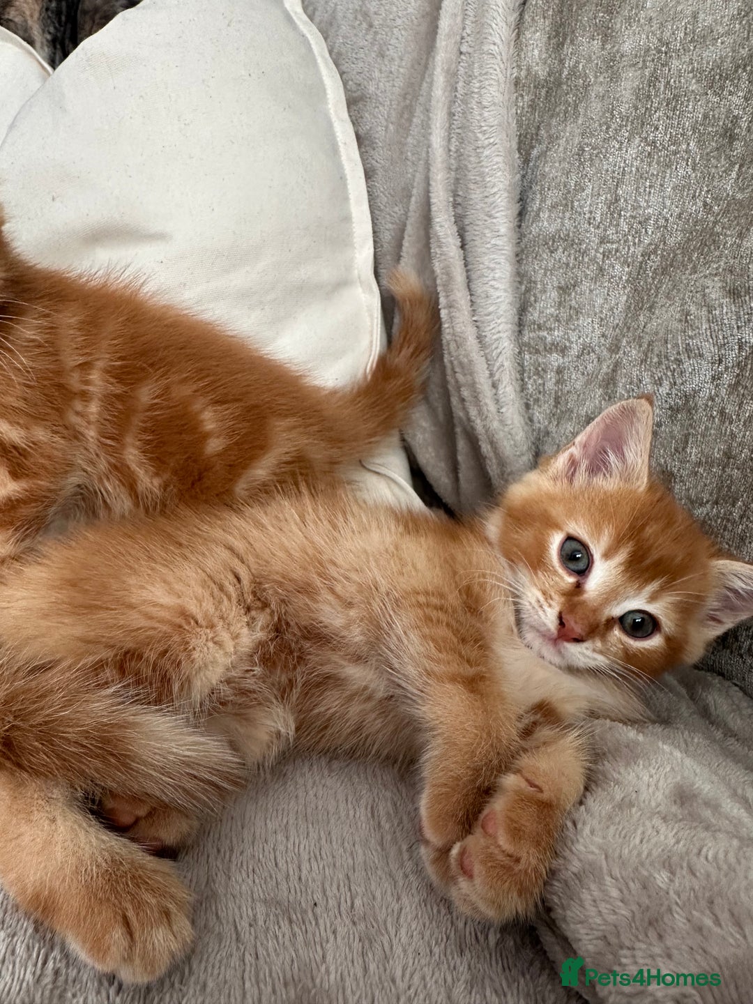 Mixed Breed cats for sale: Two ginger boys - Image 6