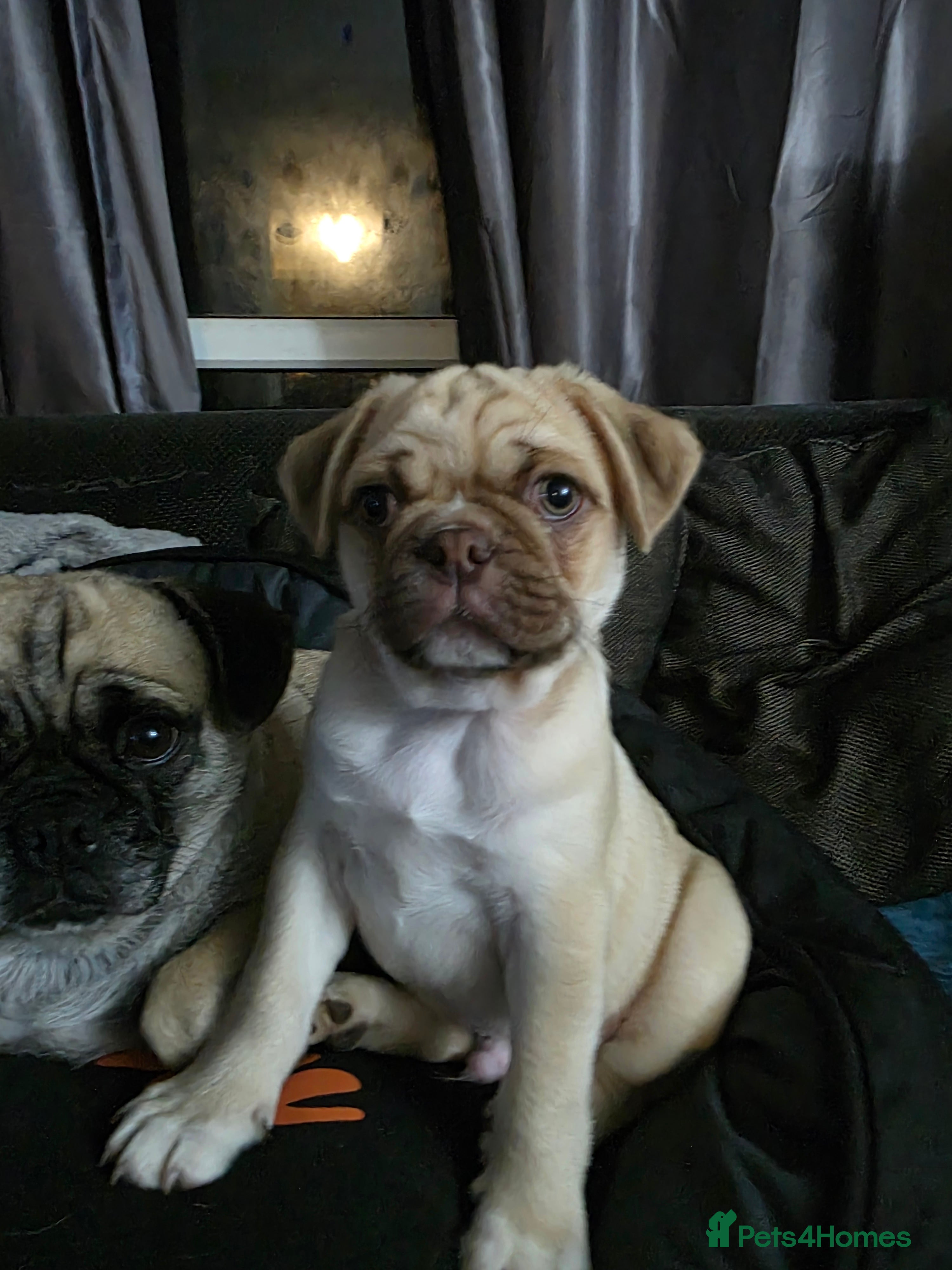 Pug dogs Last kc registered chocolate tan panda pug  male - Advert 20