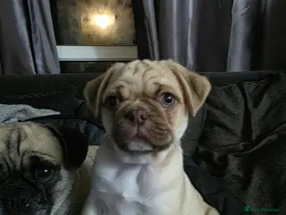 Pug dogs Last kc registered chocolate tan panda pug male - Advert 20