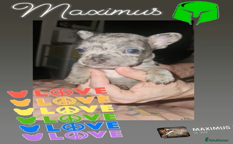 French Bulldog dogs - Advert 14