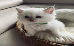 Ragdoll cats for sale: Ragdoll kittens  - Image 16