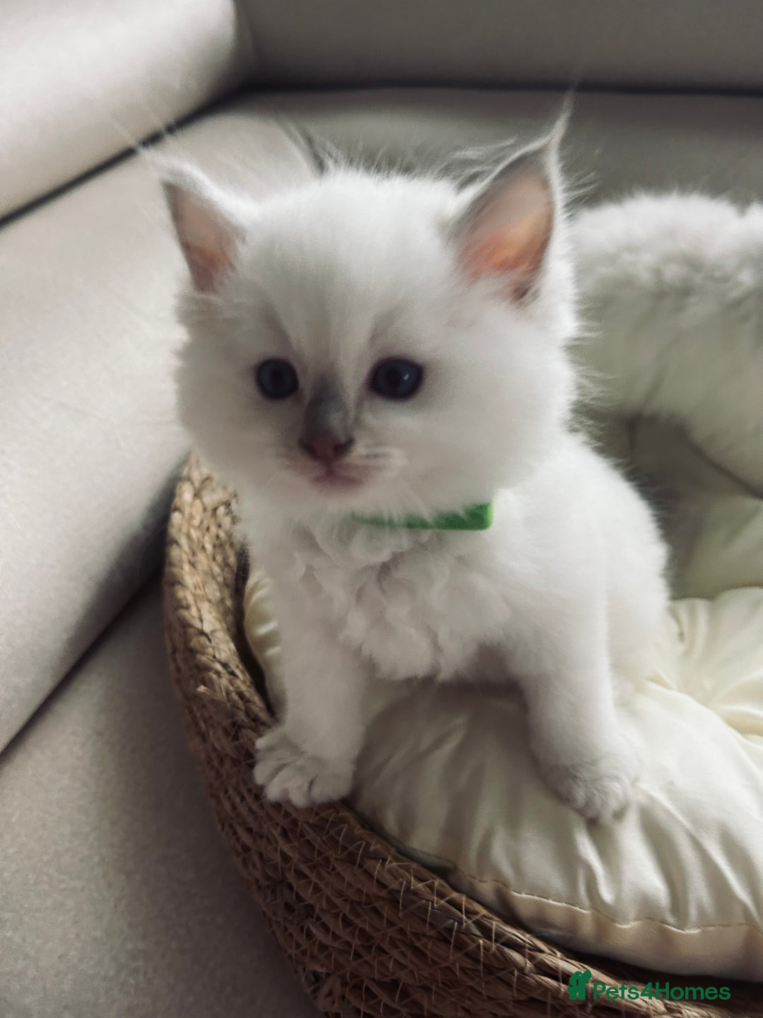 Ragdoll cats for sale: Ragdoll kittens  - Image 16