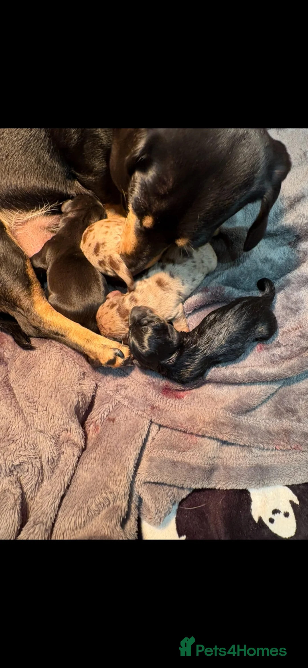 Miniature Dachshund dogs for sale: Dapple miniature dachshund pups  - Advert 1