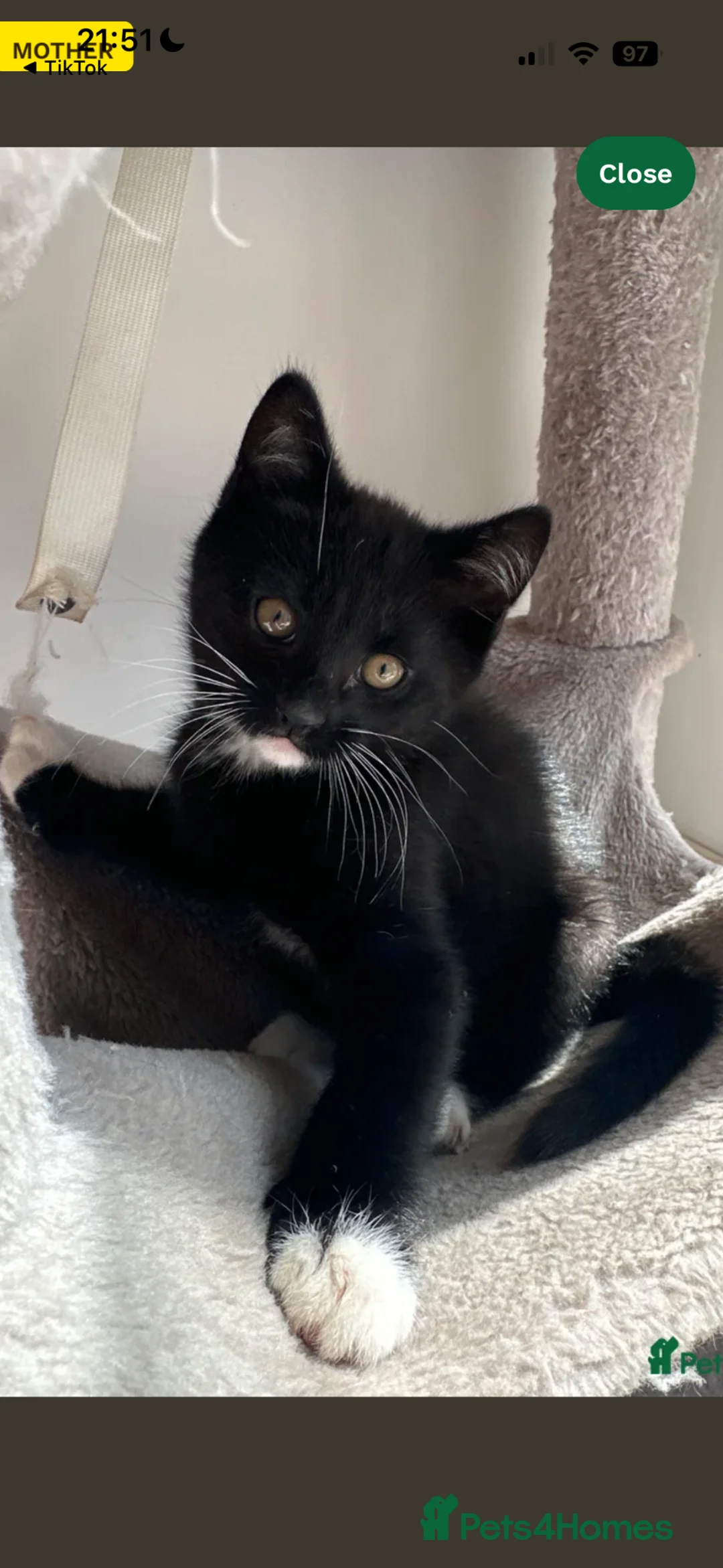 Mixed Breed cats for sale: MIXED BRITISH SHORTHAIR MALE - Advert 2