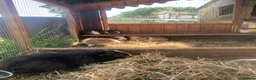 Guinea Pig rodents for sale: Loads of guinea pigs for sale - Advert 6