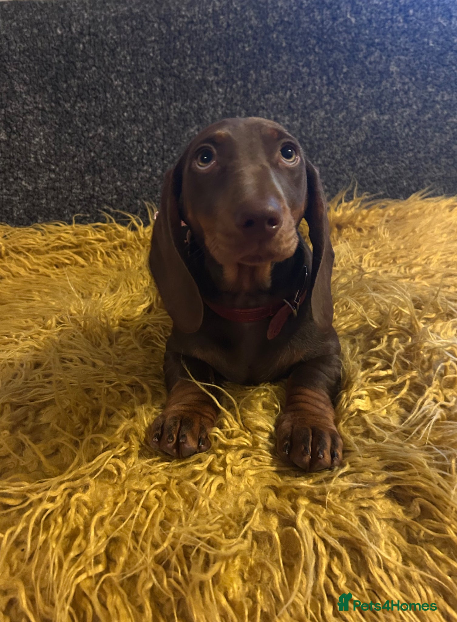 Dachshund dogs Only ONE Girl left Standard dachshund - Advert 2