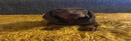 Dachshund dogs for sale: Only ONE Girl left Standard dachshund - Advert 5