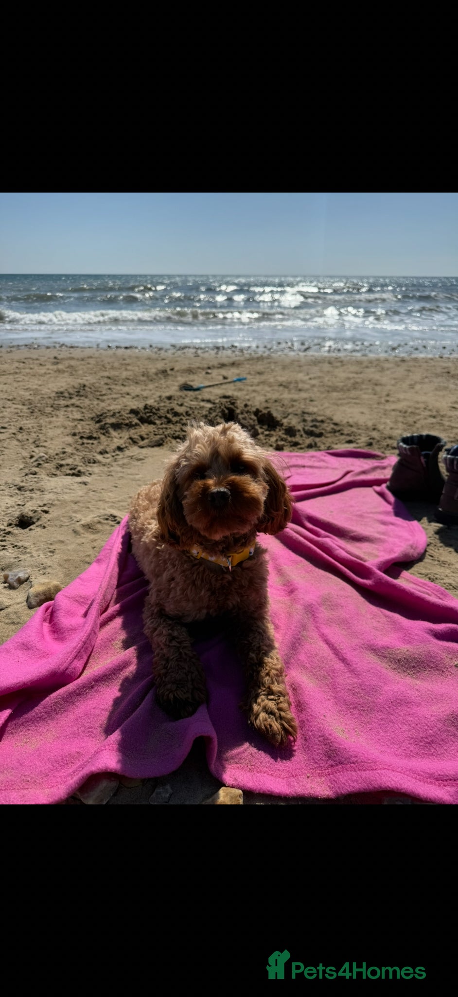 Cavapoo dogs Extensively Health Tested Red Cavapoos - Advert 2