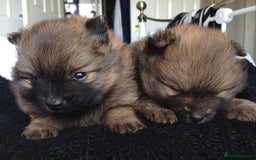 Pomeranian dogs for sale: XS Kc reg quality Pomeranian puppies  - Image 8