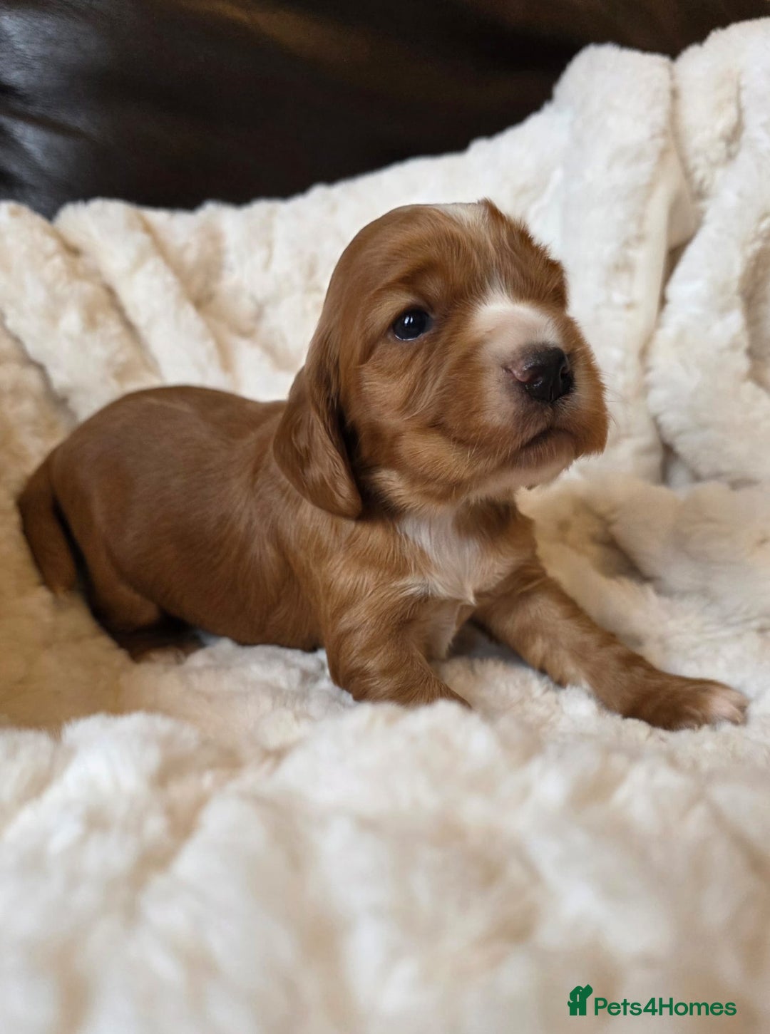 Cocker Spaniel dogs for sale: Beautiful KC Show Cocker Spaniel Pups - Advert 5