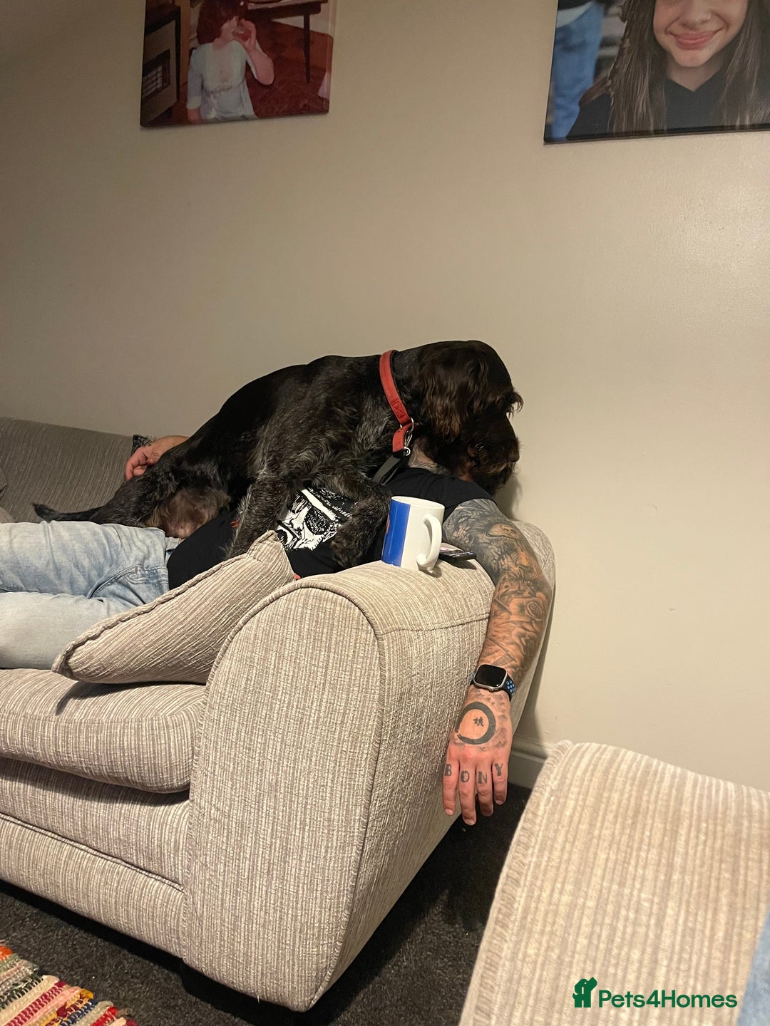 German Wirehaired Pointer dogs for sale: Wonderful family dog in York - Advert 8