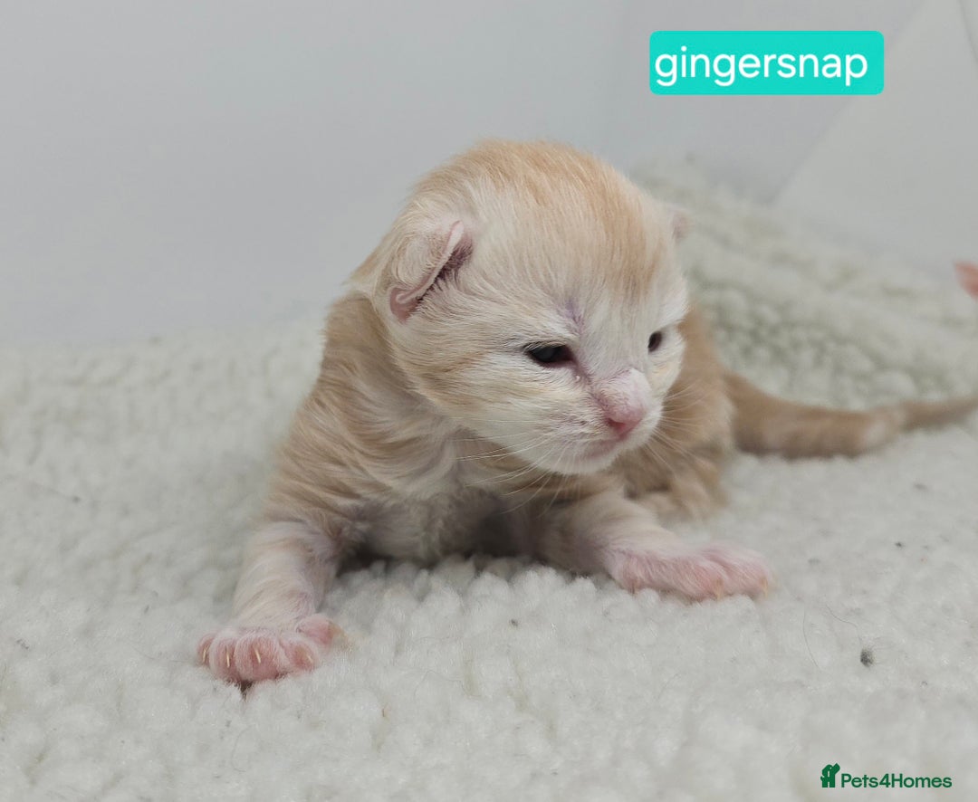 Maine Coon cats for sale: Chunky TICA registered Maine Coon Kittens - Advert 12