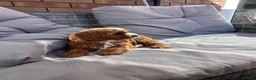 Cavapoo dogs for sale: Cavapoo girl for sale in Liverpool - Advert 6