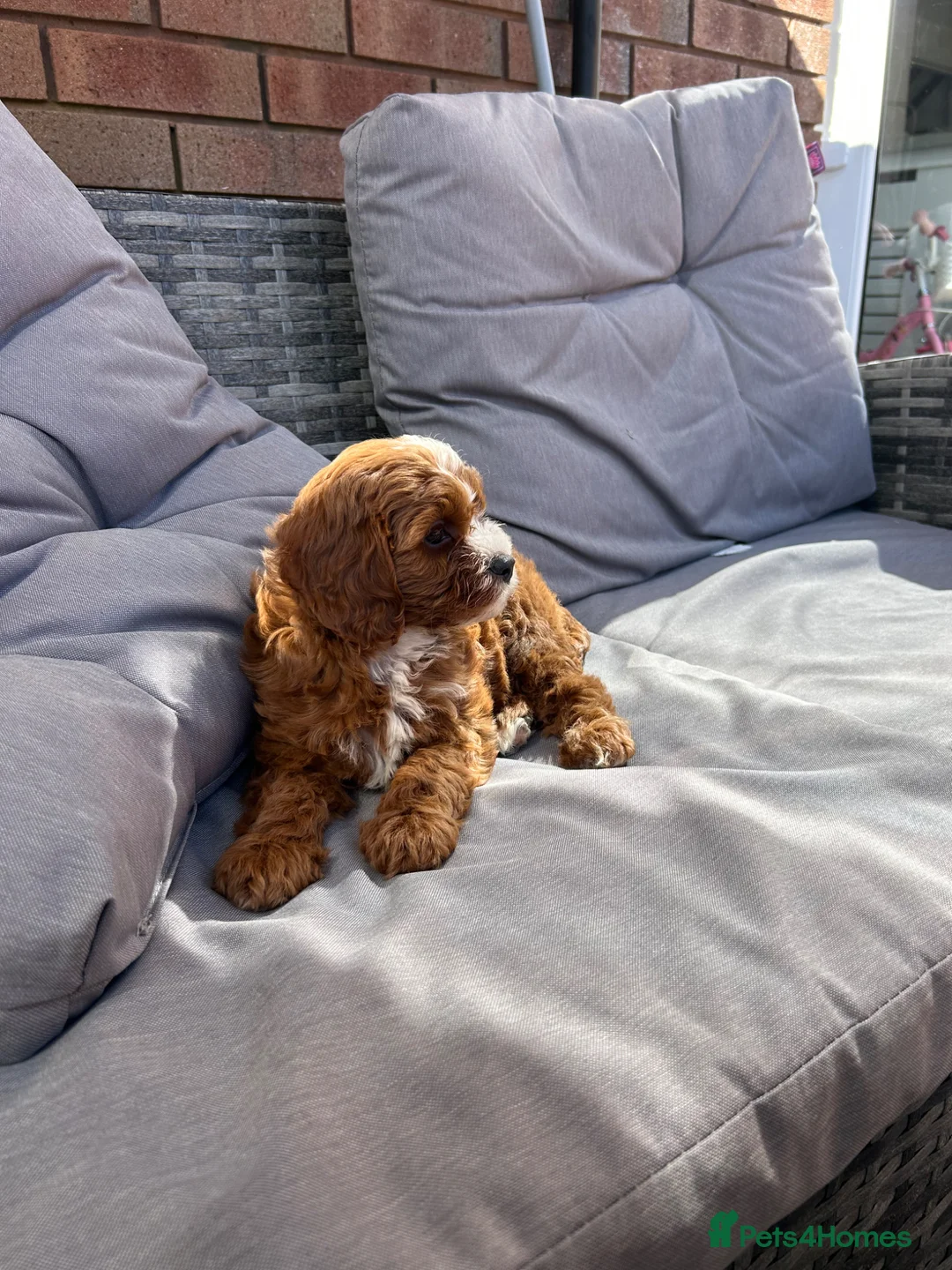 Cavapoo dogs for sale: Cavapoo girl for sale in Liverpool - Advert 6