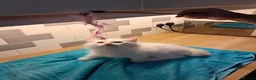 Ragdoll cats for sale: REDUCED 2 amazing little boys GCCF Ragdolls - Advert 9