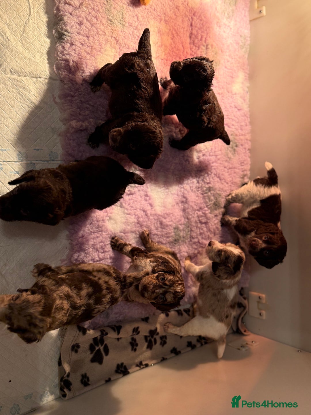 Cocker Spaniel dogs for sale: Working cocker spaniels  - Advert 3