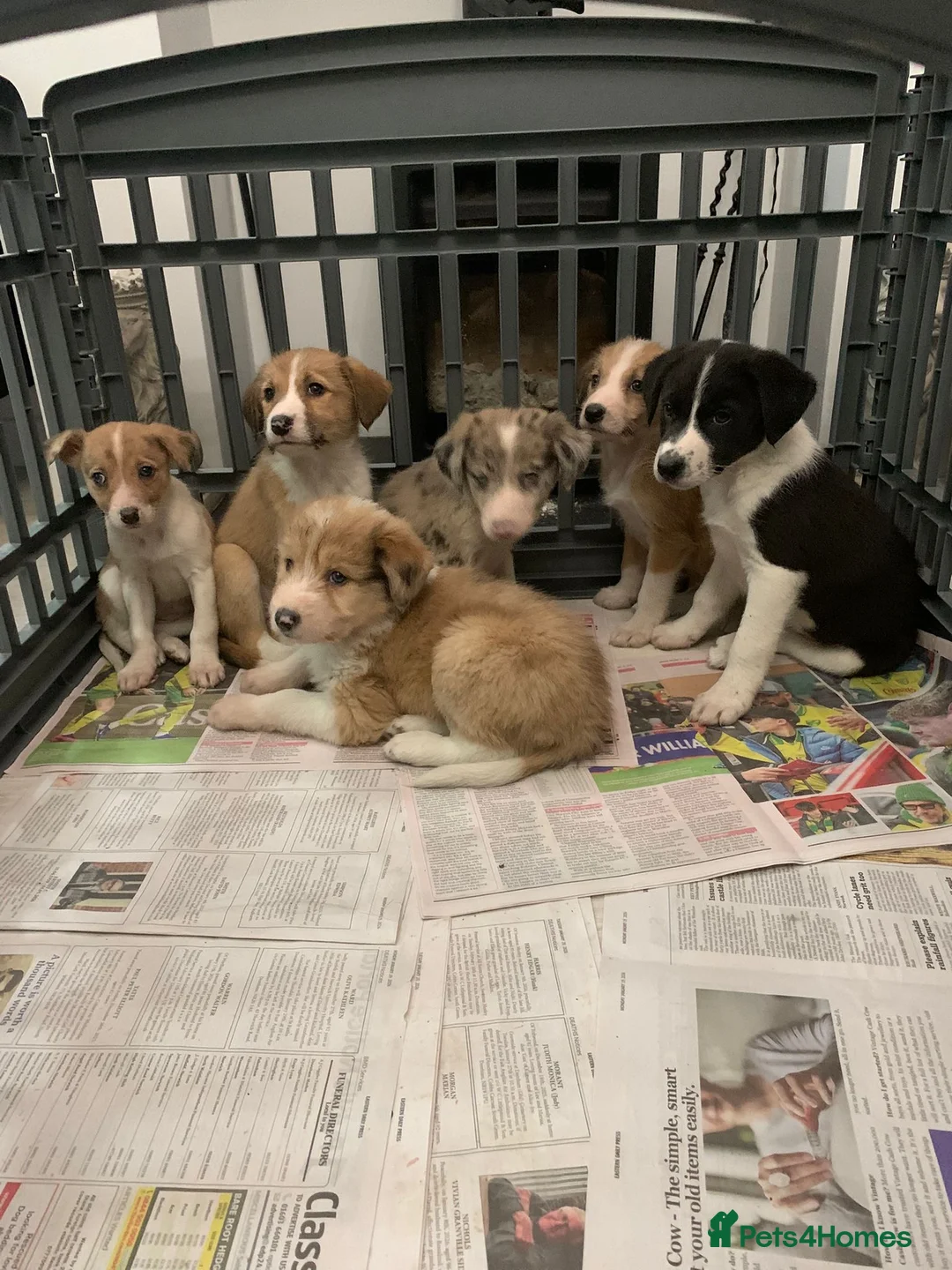 Mixed Breed dogs for sale: Old style Lurcher puppies - Advert 5