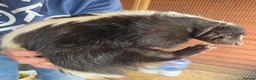 Ferret rodents for sale: Baby SKUNKS for sale - girls and boys available - Advert 12