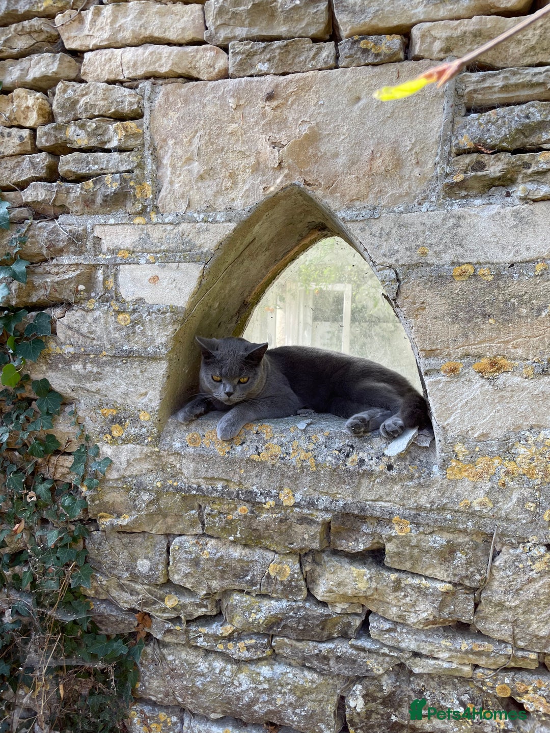 British Shorthair cats for sale: Moggy  - Advert 5