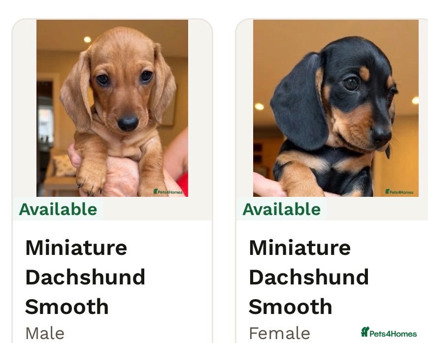 Miniature Dachshund dogs KC Reg Miniature Smooth Haired Dachshund Puppies  - Advert 13