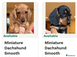 Miniature Dachshund dogs KC Reg Miniature Smooth Haired Dachshund Puppies - Advert 13