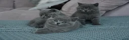 British Shorthair cats for sale: 3 Stunning Pure Breed British Shorthairs in Broadstone - Advert 18