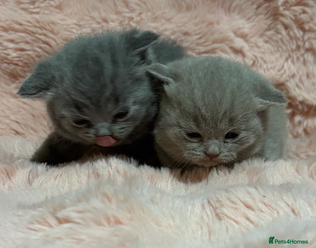 British Shorthair cats for sale: Beautiful British short hair kittens  - Advert 34