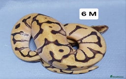 Python Snake reptiles for sale: Royal Python Morph Hatchlings  - Image 13