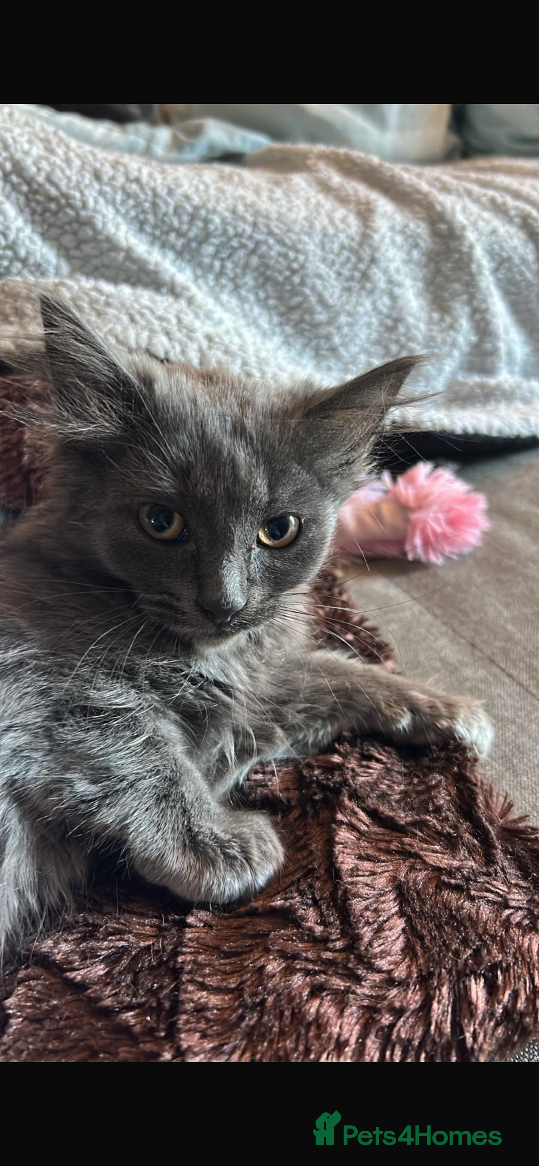 Mixed Breed cats for sale: Adorable kittens for sale  - Image 7