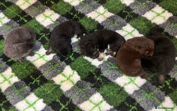 German Shepherd dogs for sale: Outstanding litter KC Reg German Shepherd puppies - Image 11
