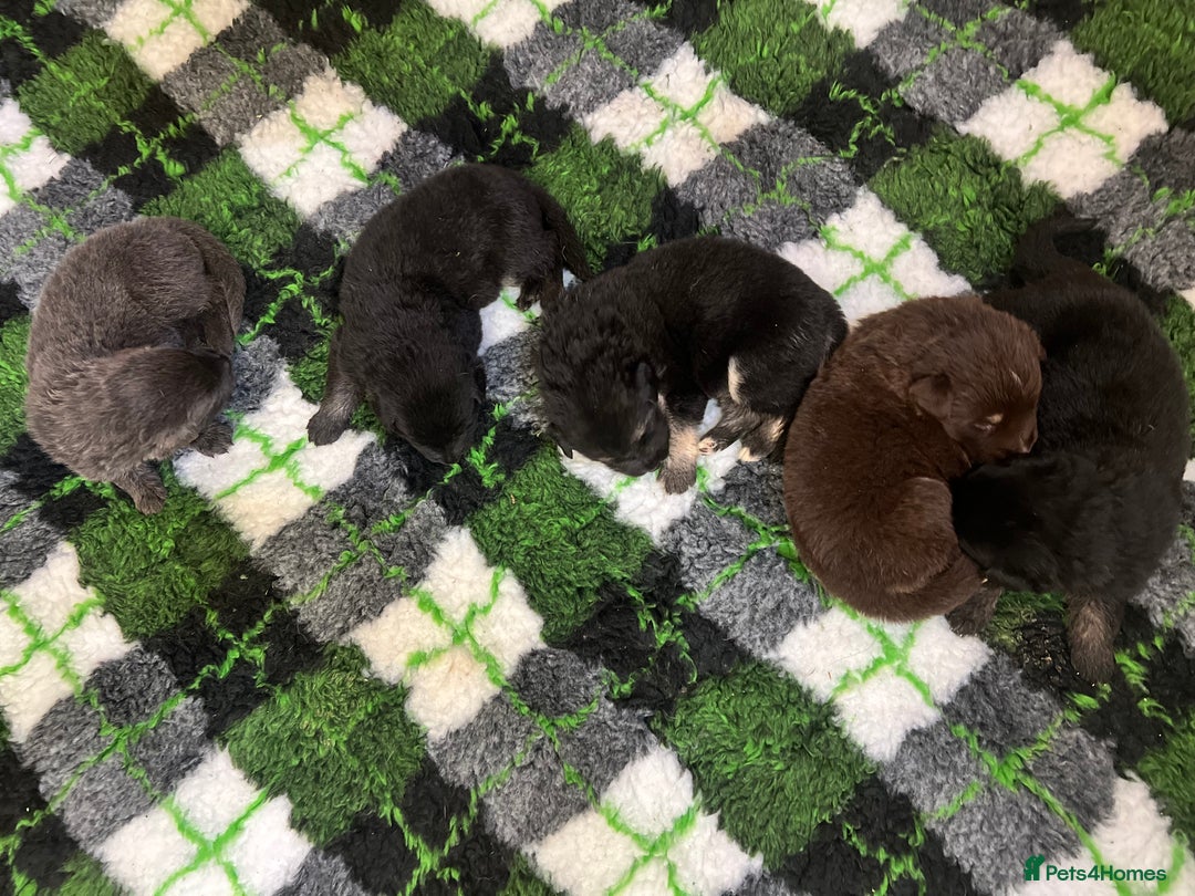 German Shepherd dogs for sale: Outstanding litter KC Reg German Shepherd puppies - Image 11