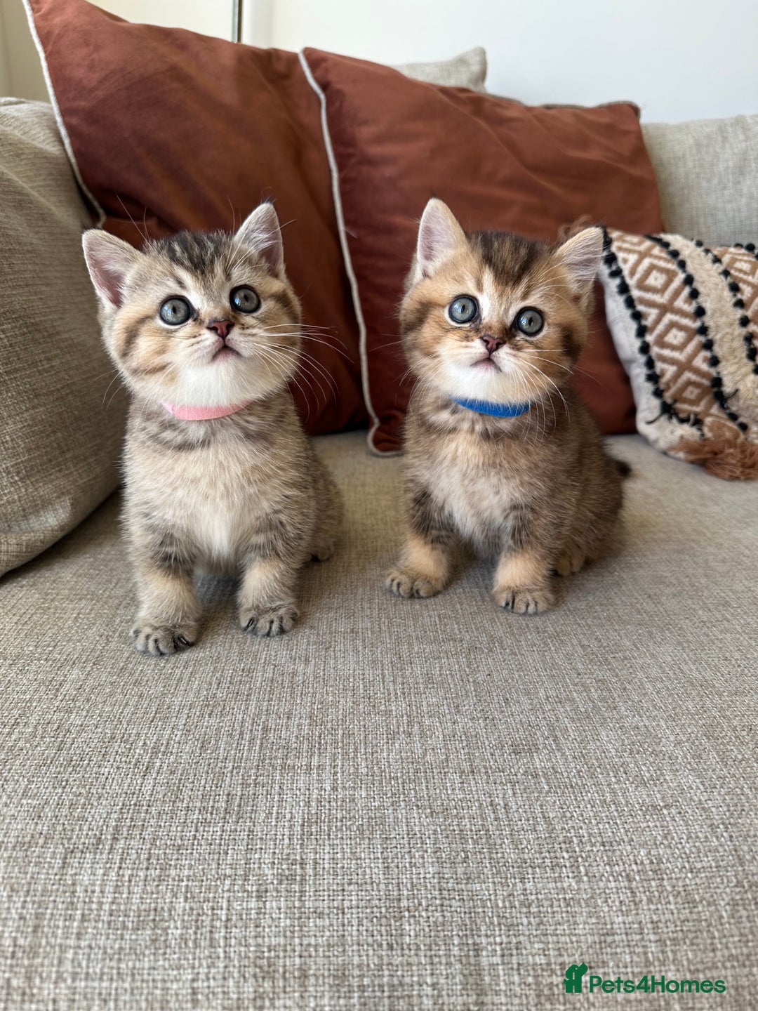 British Shorthair cats for sale: Cinnamon X Golden British Shorthairs - Advert 1