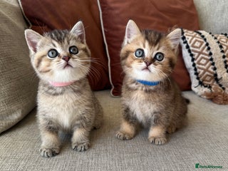 British Shorthair cats Cinnamon X Golden British Shorthairs - Advert 1