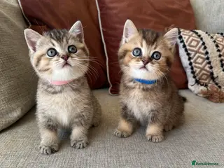 British Shorthair cats Cinnamon X Golden British Shorthairs - Advert 14