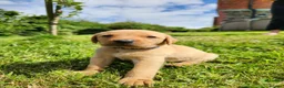 Labrador Retriever dogs for sale: Quality KC Fox Red Labradors  - Advert 27
