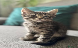 Mixed Breed cats for sale: Stunning kittens (3) - Image 4