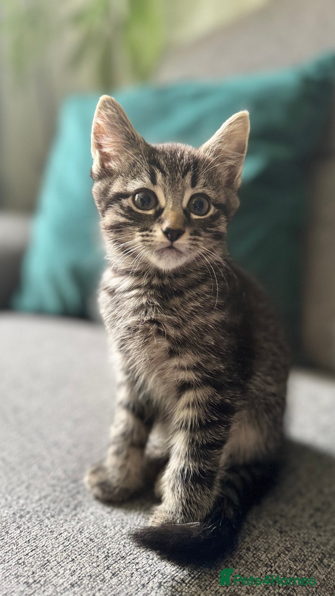 Mixed Breed cats for sale: Stunning kittens (3) - Image 4