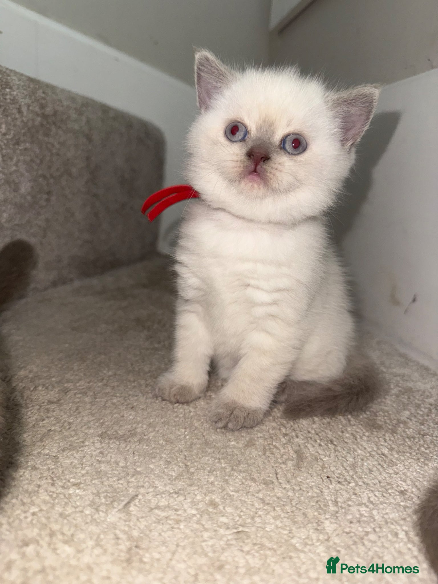 British Shorthair cats for sale: Stunning GCCF-Registered British Shorthair Kittens - Advert 8