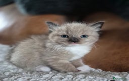 Ragdoll cats for sale: Quality Ragdoll Kittens - Image 2
