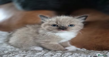 Ragdoll cats - Advert 11