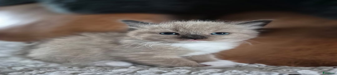 Ragdoll Kitten 2