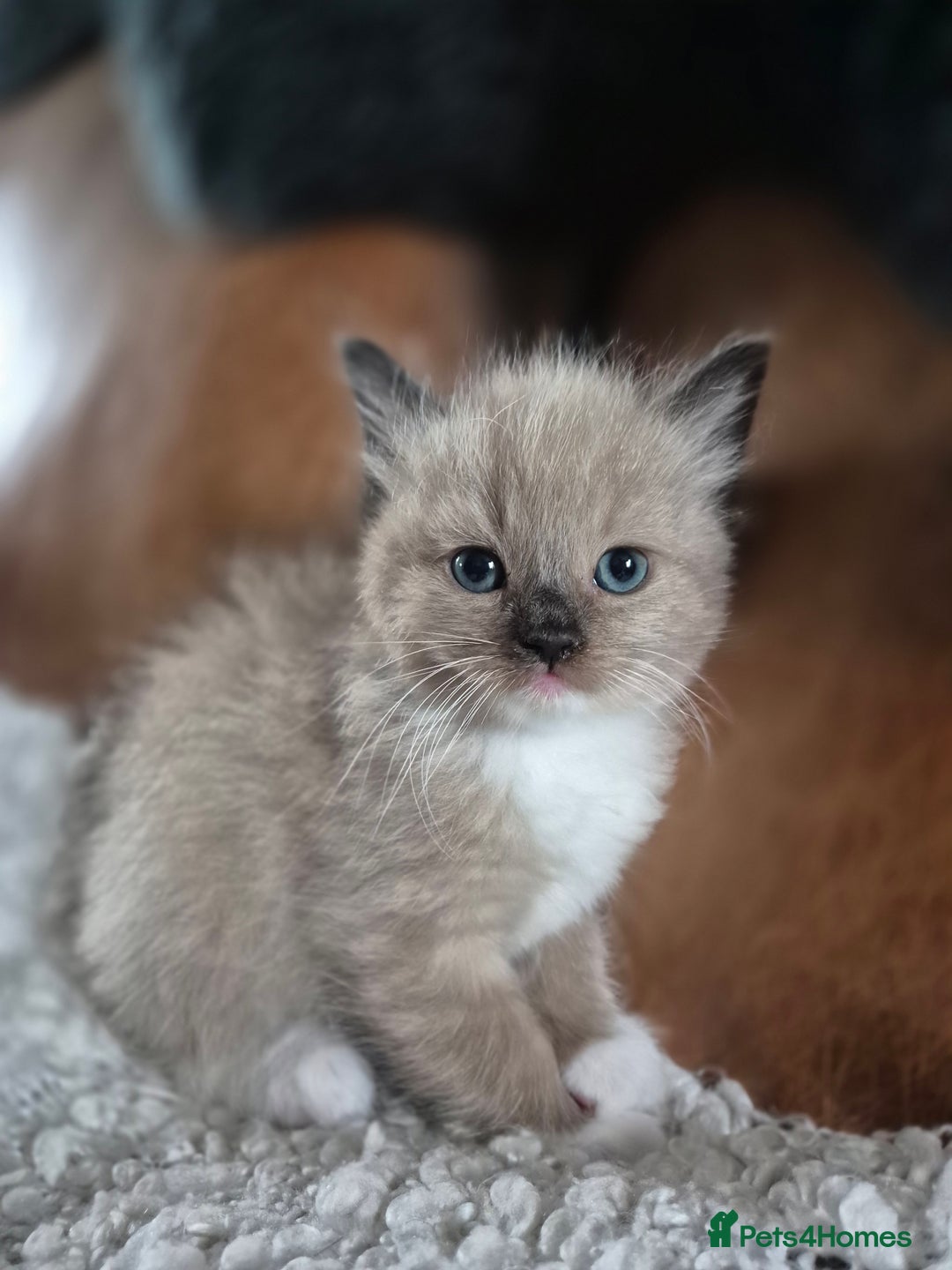 Ragdoll cats for sale: Quality Ragdoll Kittens - Image 2