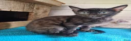 Mixed Breed cats for sale: Beautiful Bengamese kittens  - Advert 9