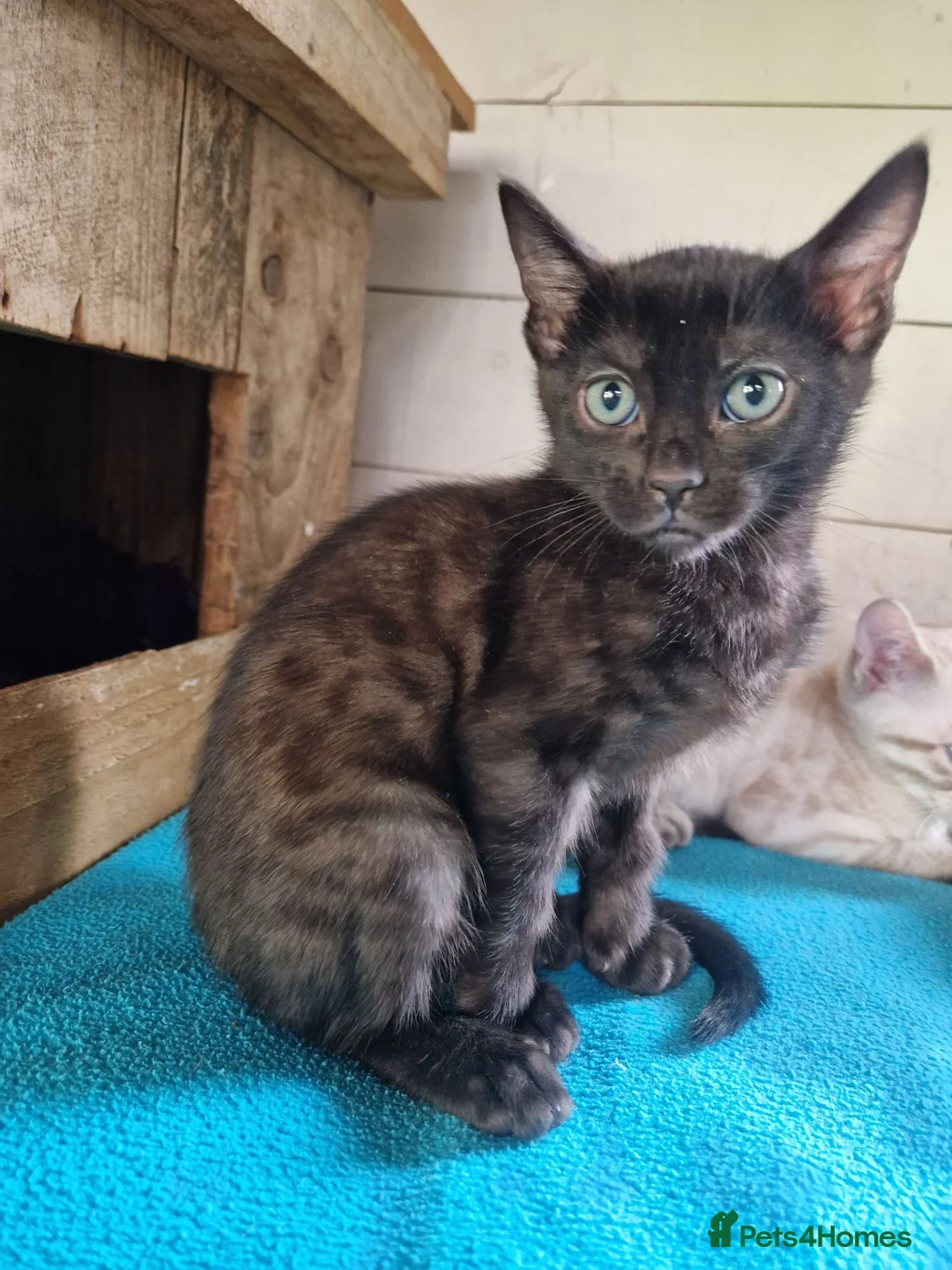 Mixed Breed cats for sale: Beautiful 3/4 Bengal, 1/4 Siamese kittens  - Advert 31